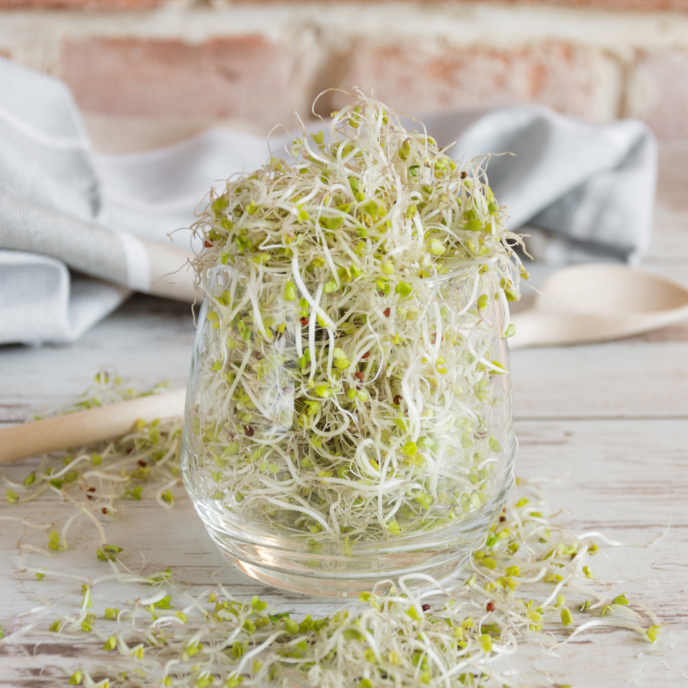 Sprouts – Alfalfa