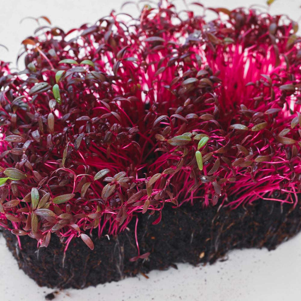 Amaranth – Red Garnet