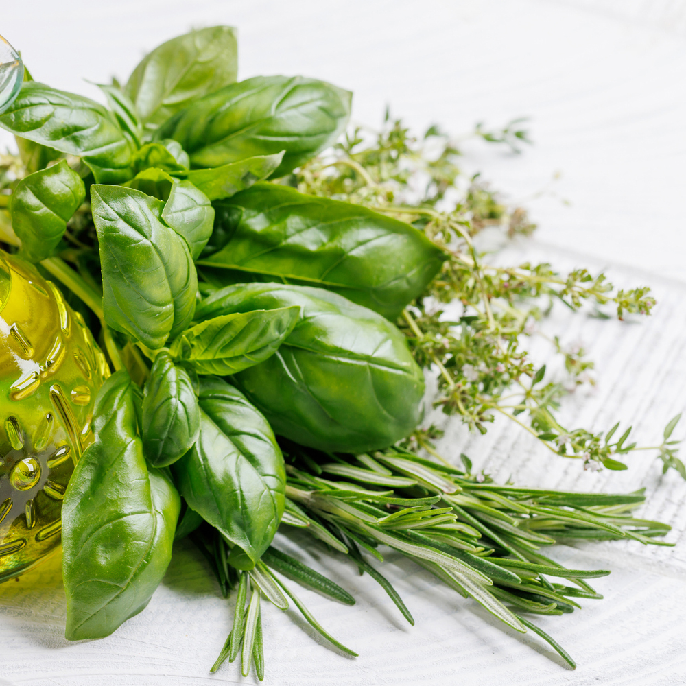 Basil – Genovese