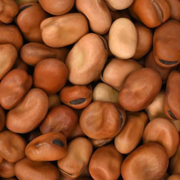 Bean - Fava