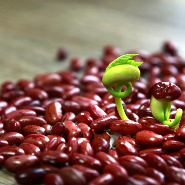 Bean - Red Small