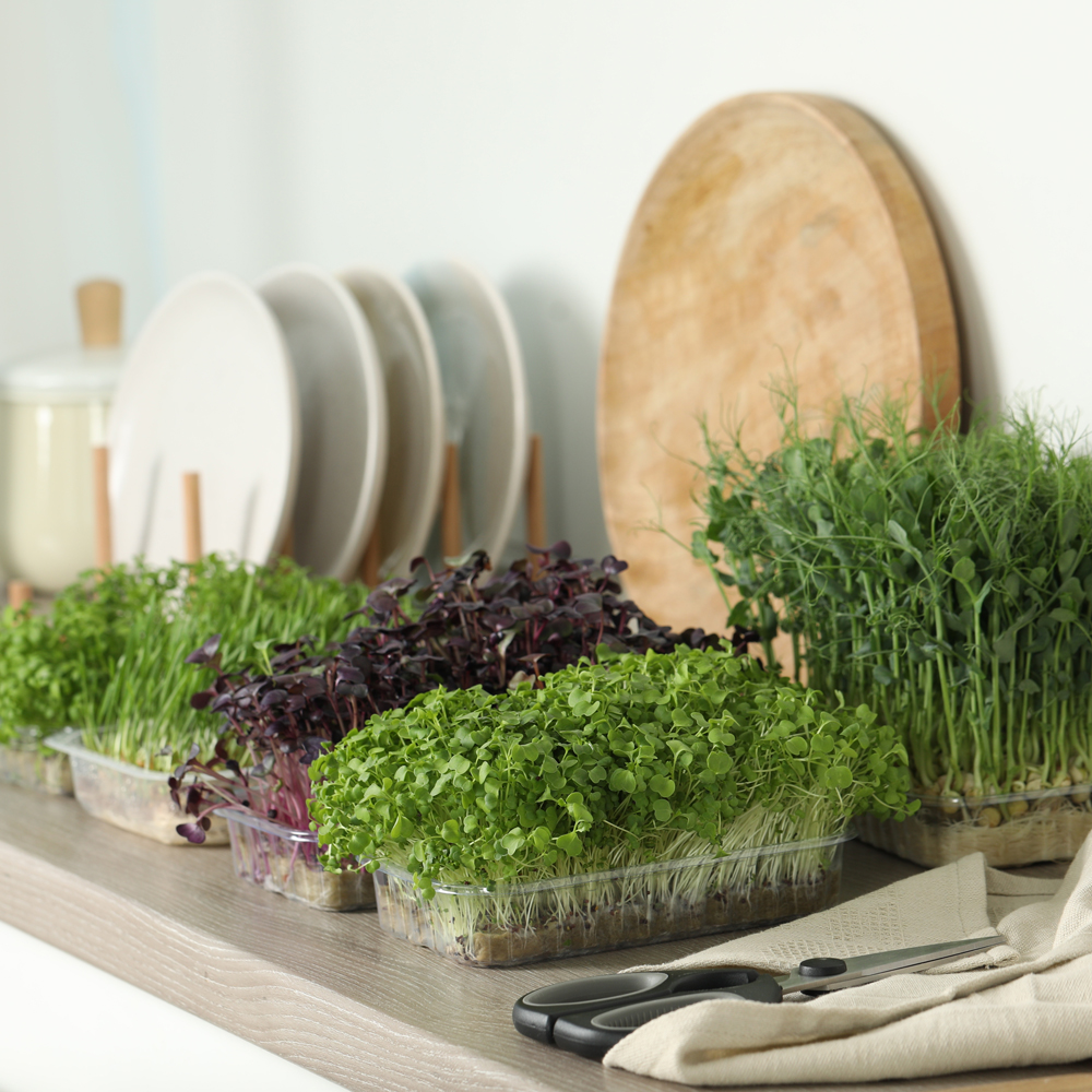 Colorful Radish Microgreens Mix