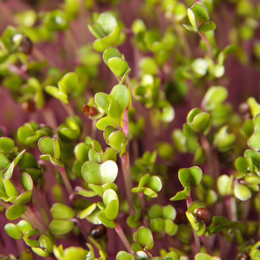 Kale – Red Russian