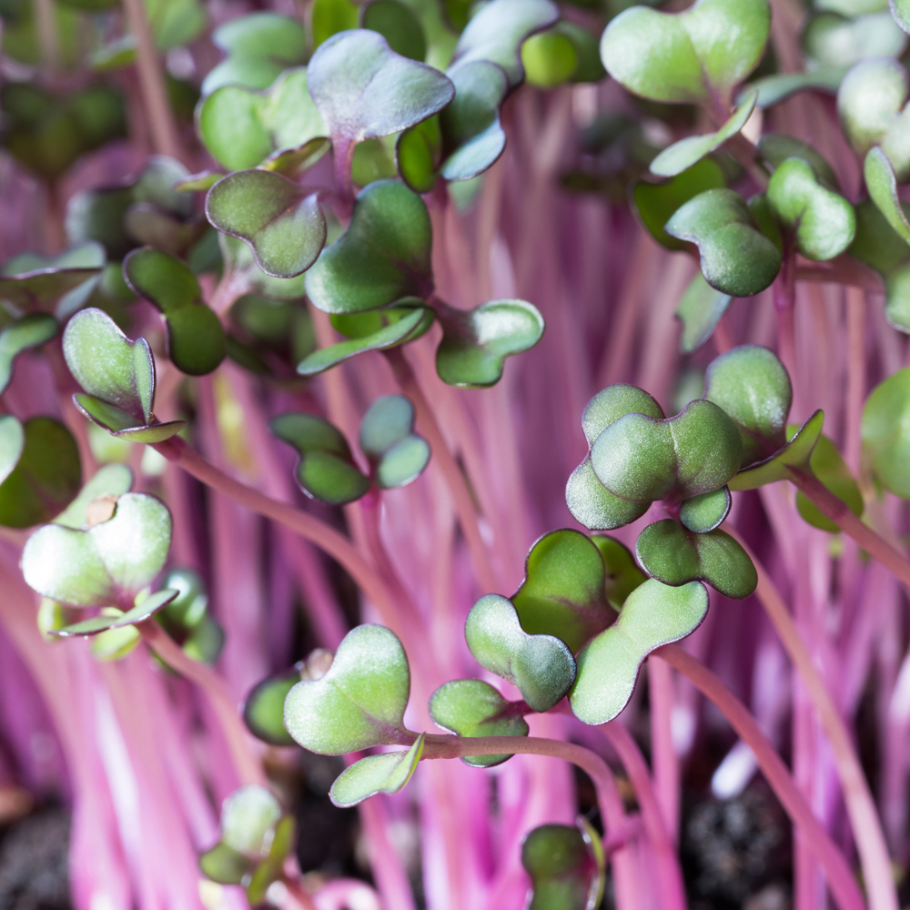 Red Cabbage