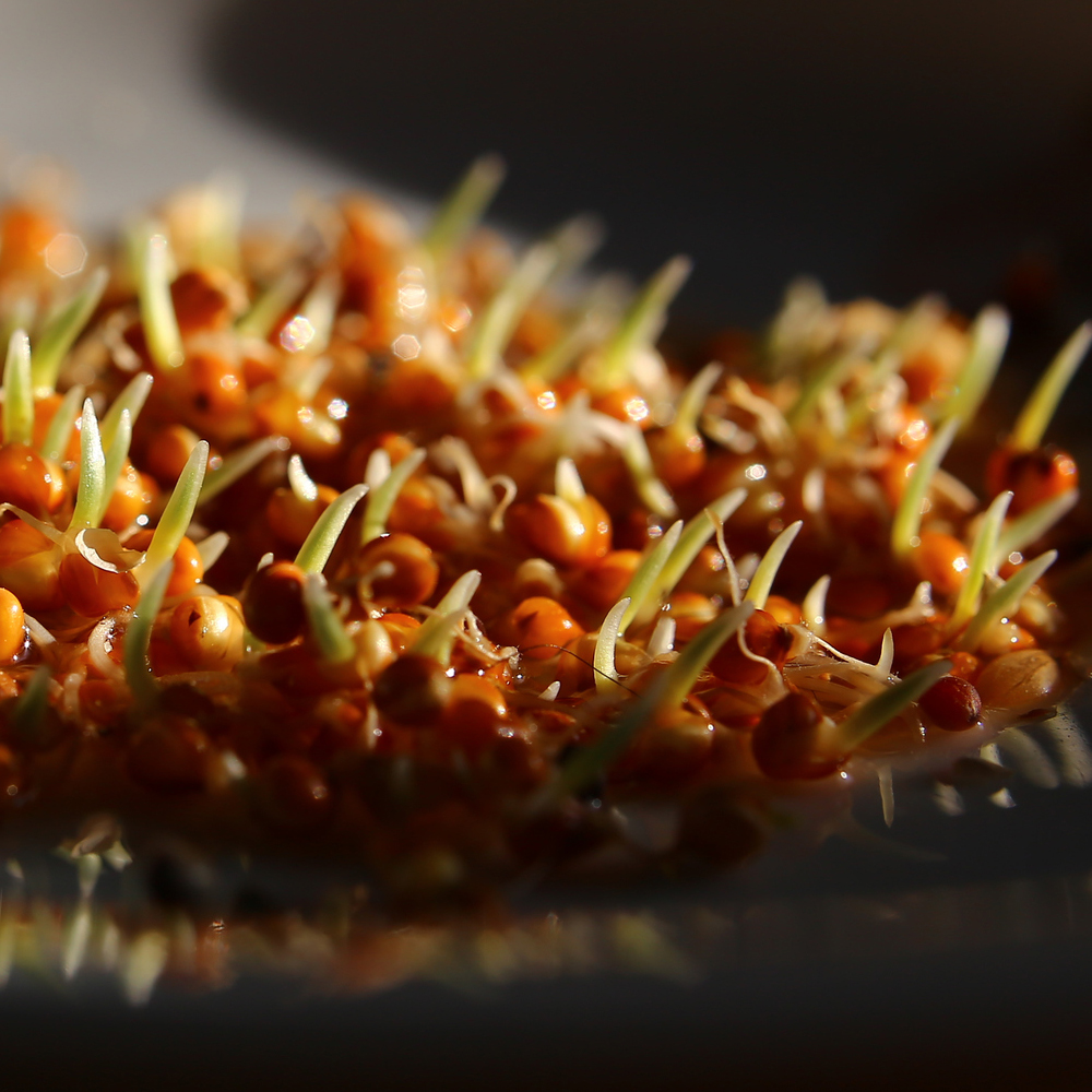 Red Clover