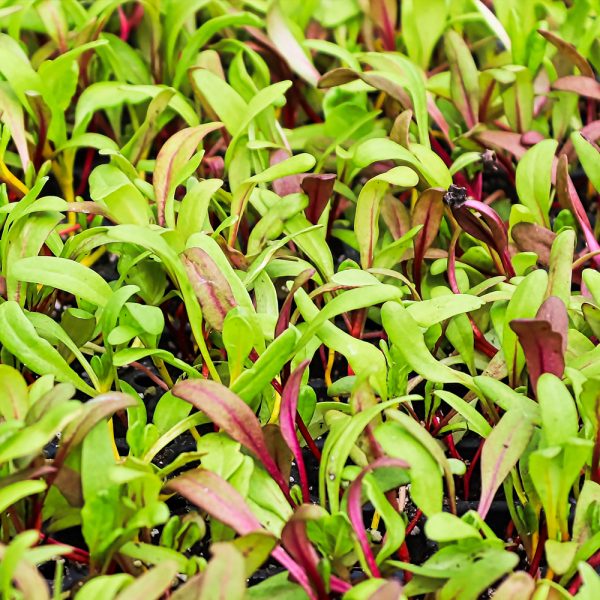 Swiss Chard - Ruby Red