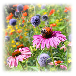 Wildflower Seeds