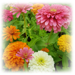 Zinnia Seeds