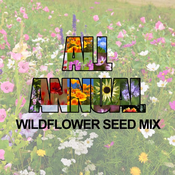 All Annual Wildflower Seed Mix