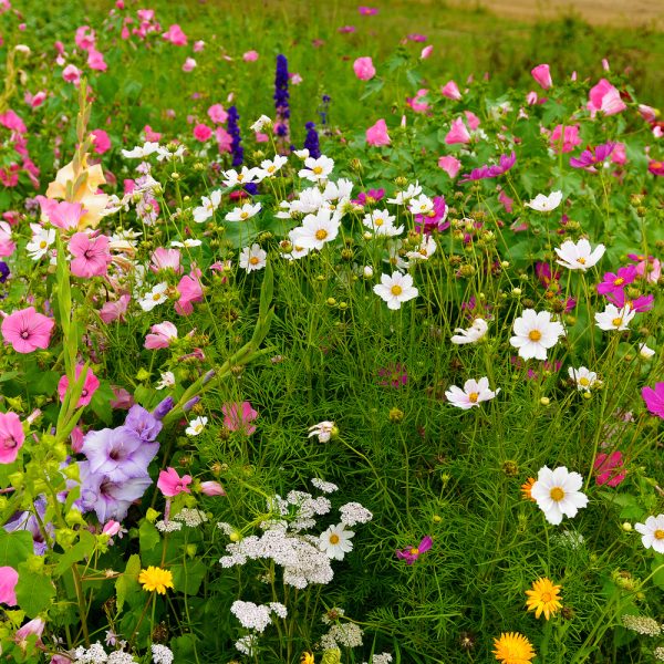 All Annual Wildflower Seed Mix