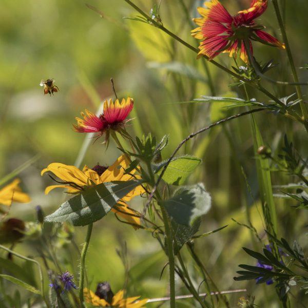 Bee Loving Wildflower Seed Mix