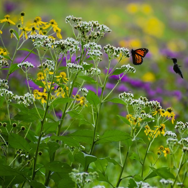 Bird & Butterfly Wildflower Seed Mix