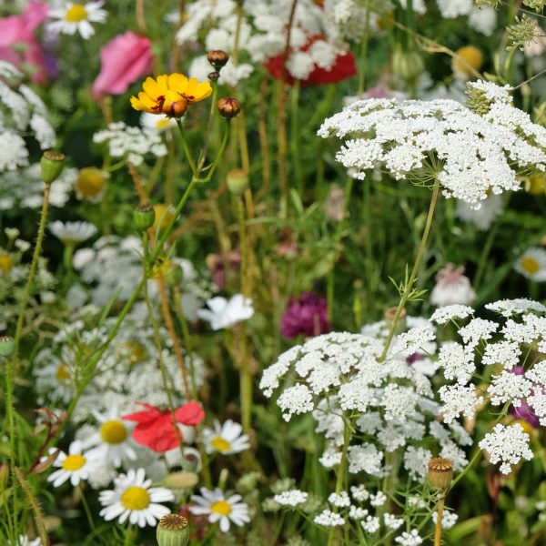 Deer Resistant Wildflower Seed Mix