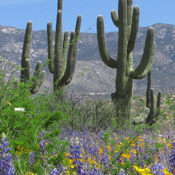 Dry Area Wildflower Seed Mix