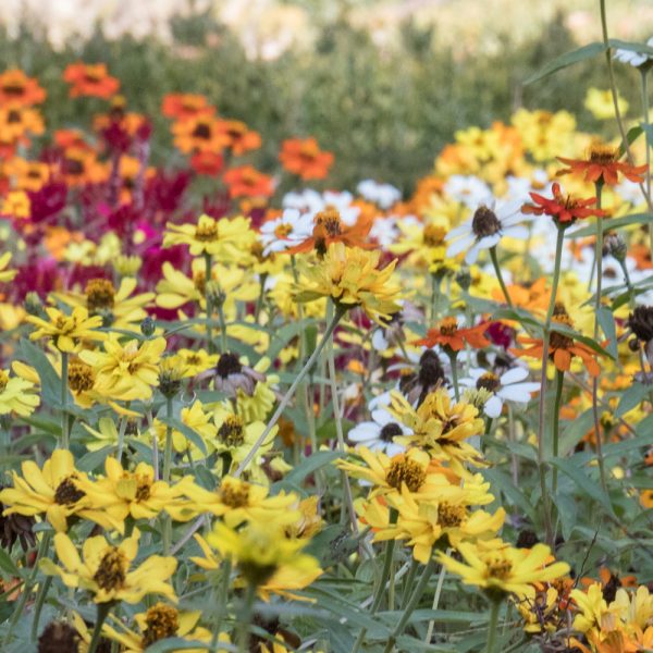 Fall Blooming Wildflower Seed Mix