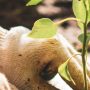 3 Questions to Help Uncover Your Gardening Why