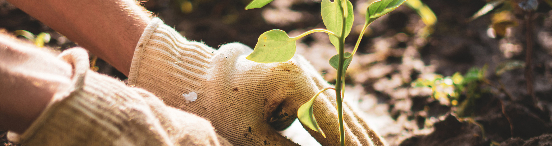 3 Questions to Help Uncover Your Gardening Why