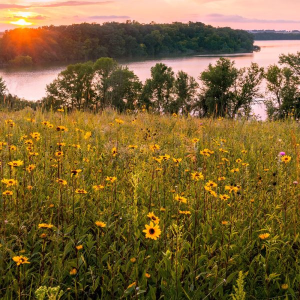 Midwest Wildflower Seed Mix