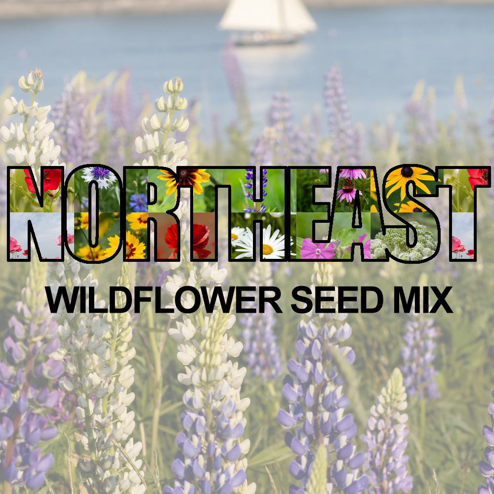 Northeast Wildflower Seed Mix