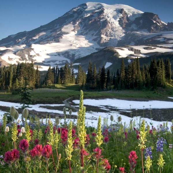 Pacific Northwest Wildflower Seed Mix