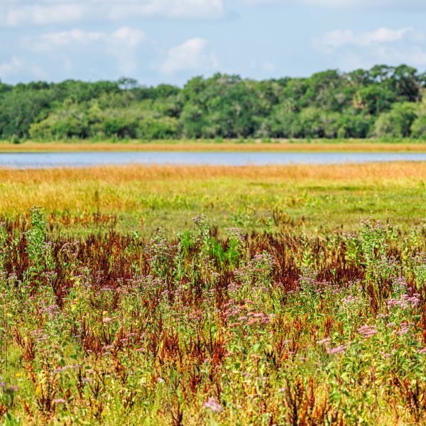 Southeast Wildflower Seed Mix