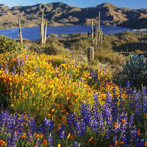 Southwest Wildflower Seed Mix