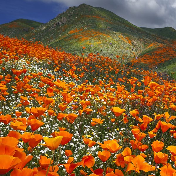 Western Wildflower Seed Mix