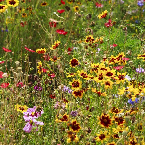 Heirloom Flower Seed Mix