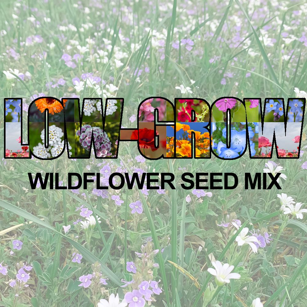 Low-Grow Wildflower Seed Mix