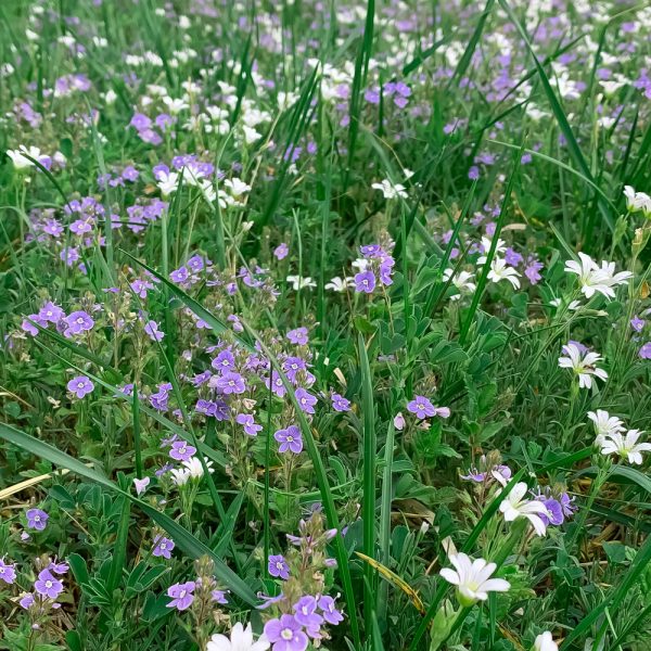 Low-Grow Wildflower Seed Mix