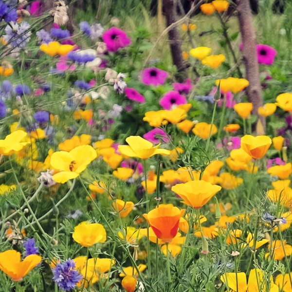 Partial Shade Wildflower Seed Mix