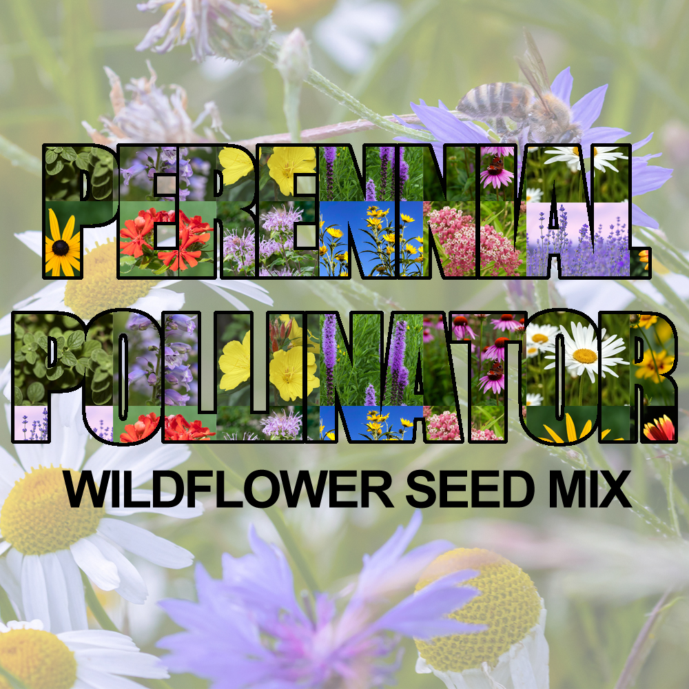 Perennial Wildflower Seed Mix