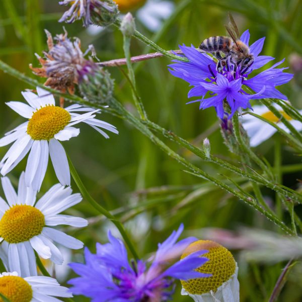 Perennial Wildflower Seed Mix