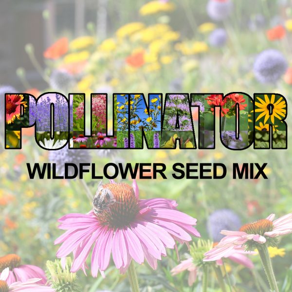 Pollinator Wildflower Seed Mix