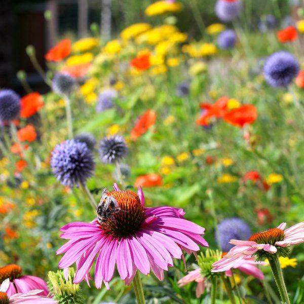 Pollinator Wildflower Seed Mix