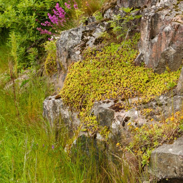 Rock Garden Perennial Wildflower Seed Mix