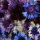 Bachelor Button - Frosty Mix (50-60 Seeds)