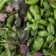 Basil - Culinary Blend  (100-120 Seeds)