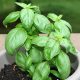 Basil - Genovese (100-120 Seeds)