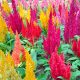 Celosia - Pampas Plume Mix (120-140 Seeds)
