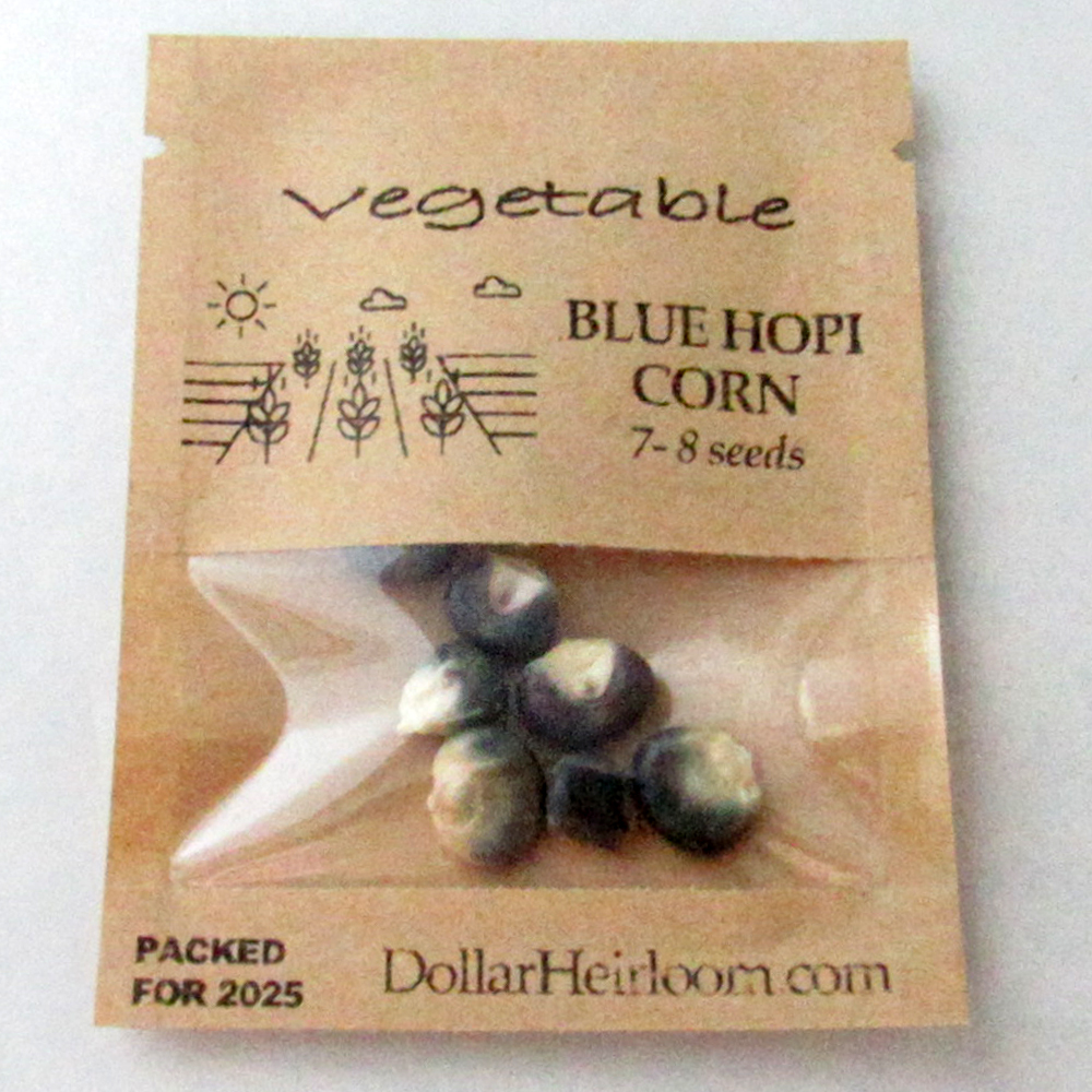 Corn – Flint – Hopi Blue (7-8 Seeds)