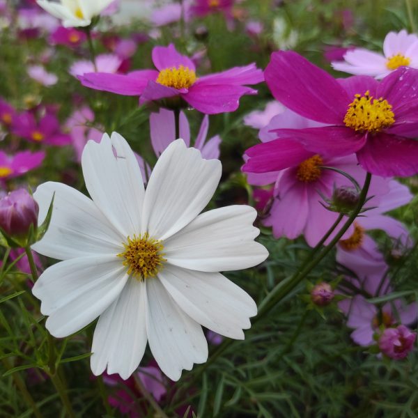 Cosmos - Seashells Mix (50-60 Seeds)