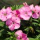 Dianthus - Cottage Pink (100-120 Seeds)