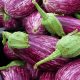 Eggplant - Pandora Striped Rose (20-30 Seeds)