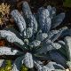 Kale - Lacinato (30-40 Seeds)