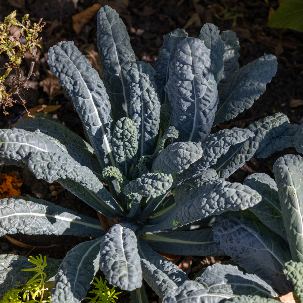 Kale – Lacinato (30-40 Seeds)