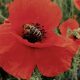 Poppy - Power Pollinator Mix (5-8 Sq Ft)