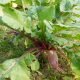 Radish - French Breakfast (100-120 Seeds)