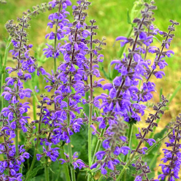 Sage - Broad Leaf (15-20 Seeds)