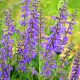 Sage - Broad Leaf (15-20 Seeds)